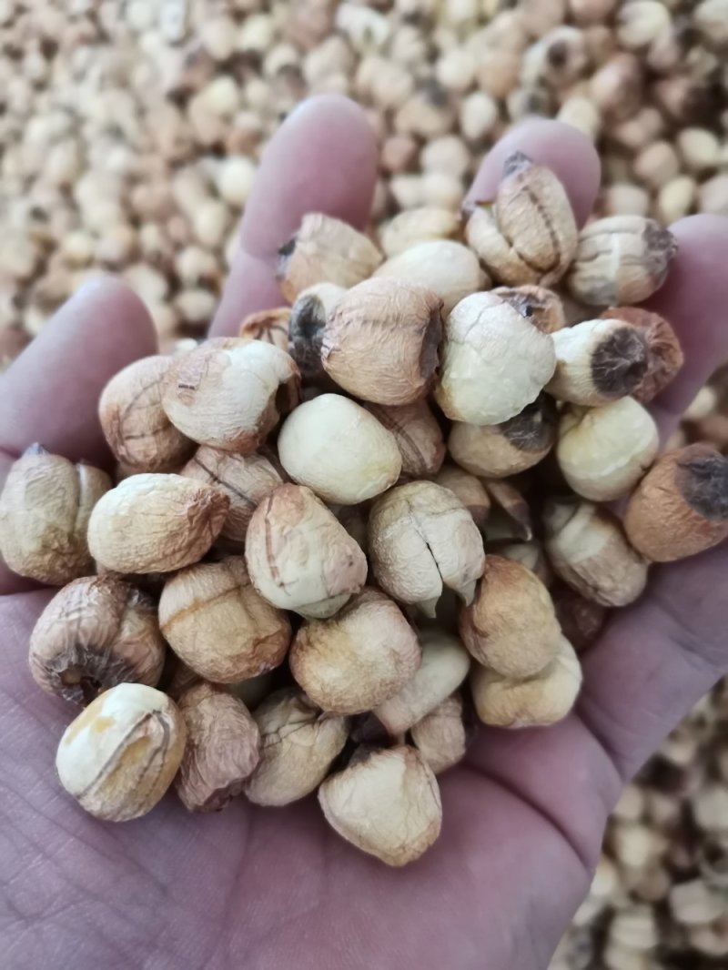 江西广昌手工红莲子，一手货源，你户直销