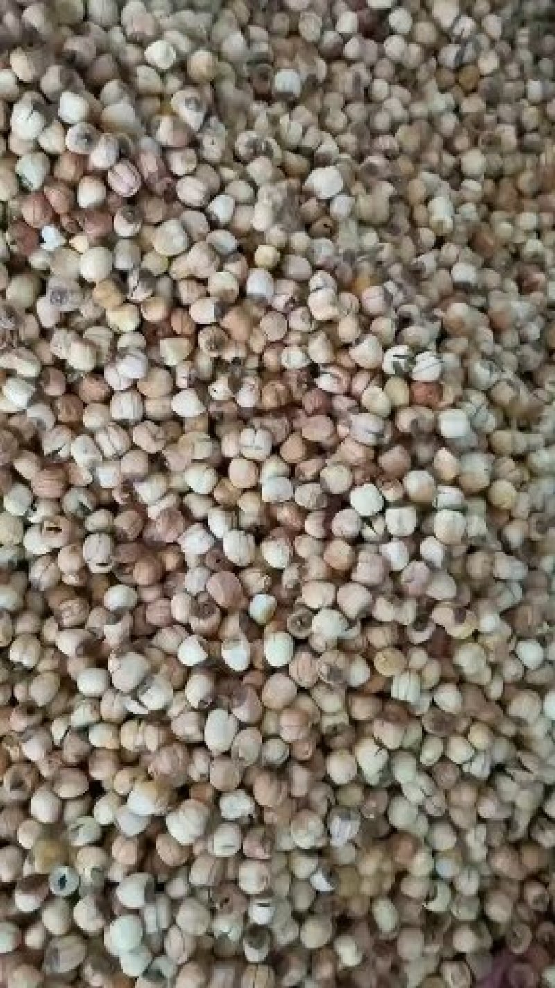 江西广昌手工红莲子，一手货源，你户直销