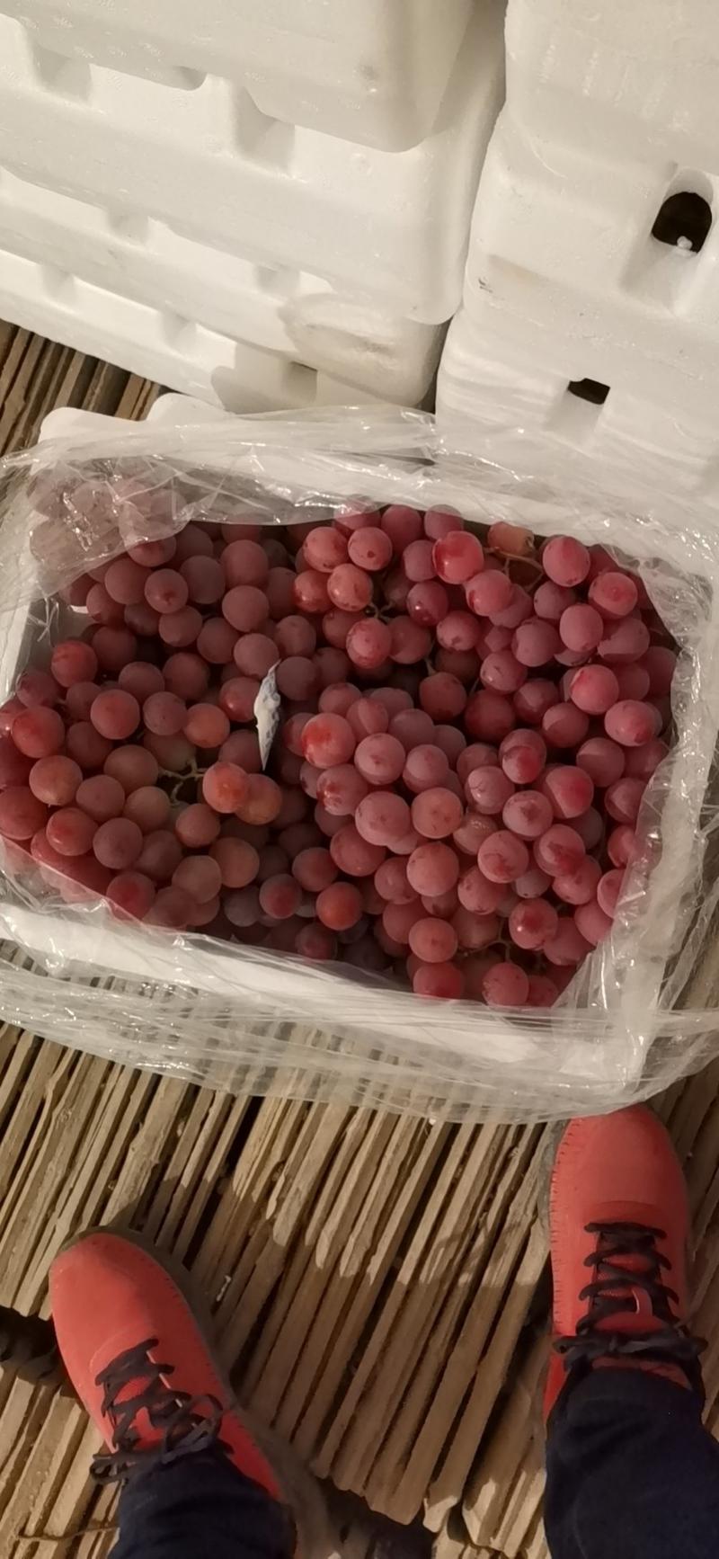 【优选】张家口精品红提葡萄，塑料筐泡沫箱包装常年供应