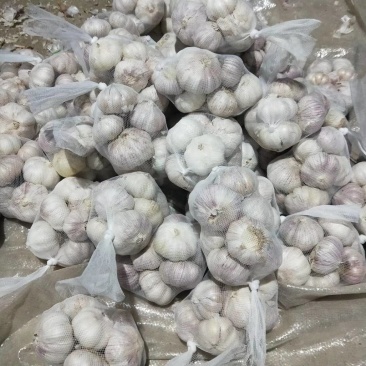 大蒜各种规格包装出口服务