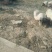 巴马香猪商品猪种苗猪后备猪小公猪