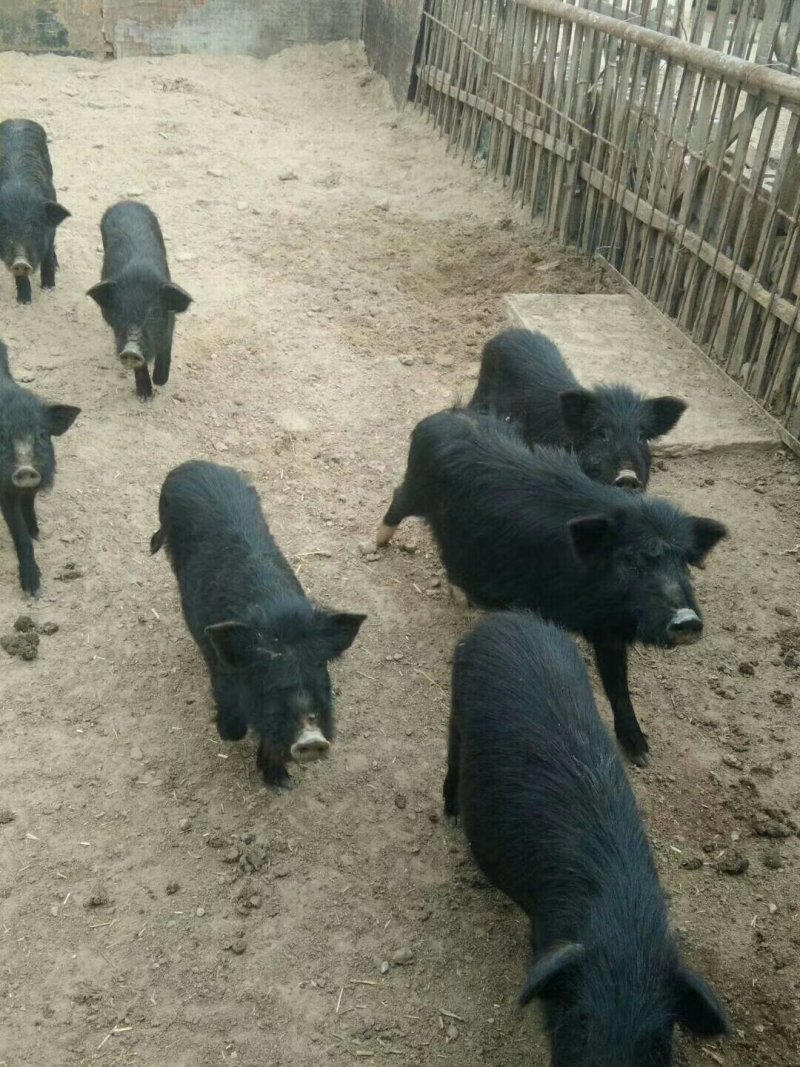 小香猪长不大的品种多少钱一头