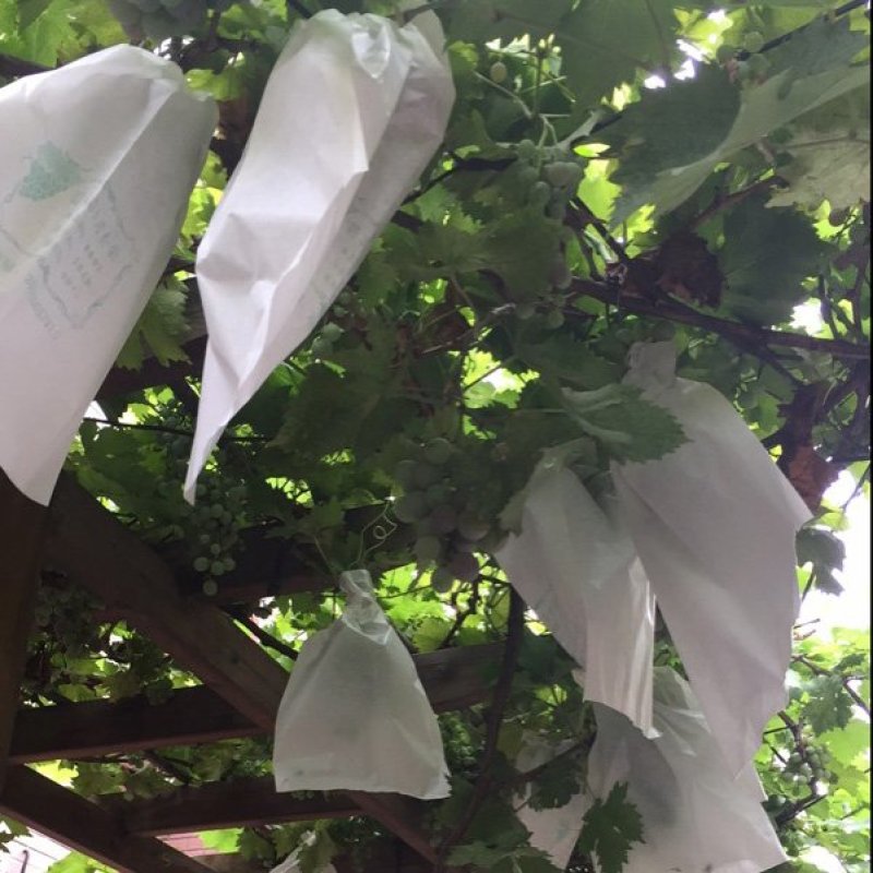 露天用葡萄专用套袋葡萄纸袋葡萄袋子葡萄套袋防雨防病防虫袋