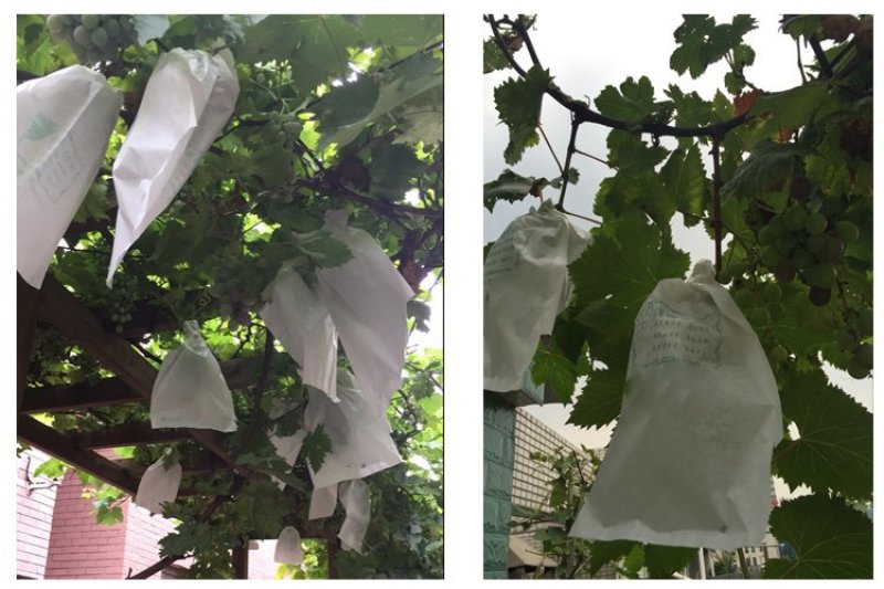 露天用葡萄专用套袋葡萄纸袋葡萄袋子葡萄套袋防雨防病防虫袋