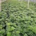 鸭脚木，鹅掌柴，鸭掌木基地，四川鸭脚木价格成都鸭脚木批发