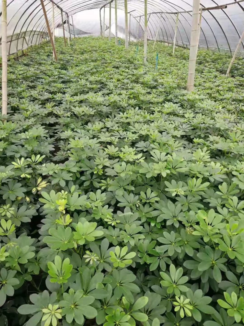 鸭脚木，鹅掌柴，鸭掌木基地，四川鸭脚木价格成都鸭脚木批发