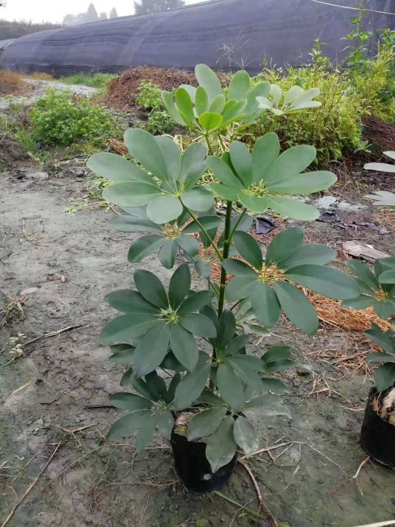 鸭脚木，鹅掌柴，鸭掌木基地，四川鸭脚木价格成都鸭脚木批发