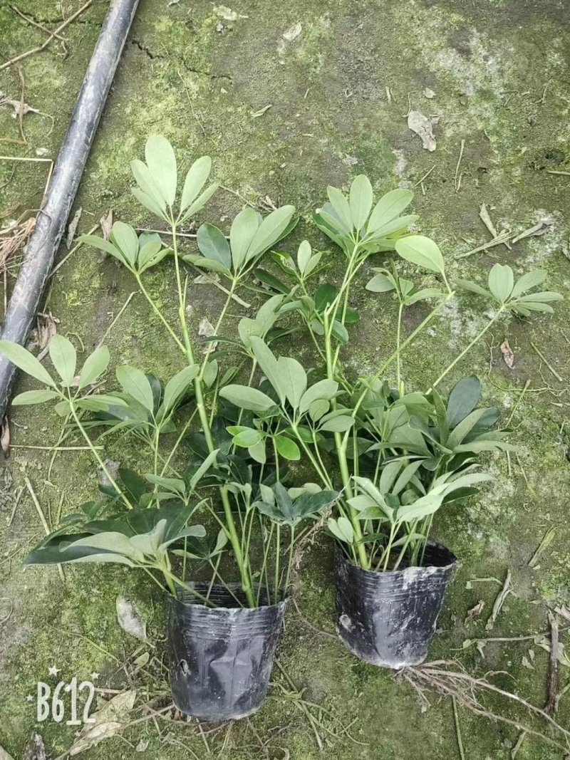 鸭脚木，鹅掌柴，鸭掌木基地，四川鸭脚木价格成都鸭脚木批发