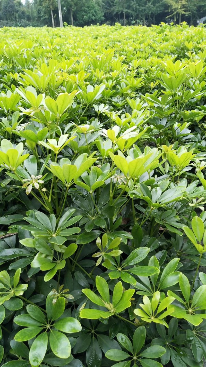 鸭脚木，鹅掌柴，鸭掌木基地，四川鸭脚木价格成都鸭脚木批发
