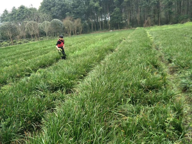 葱兰，葱莲，玉帘，葱兰基地，四川葱兰价格，成都葱兰批发