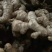 姜母批发优质姜母大量现货品质好一手货源全国物流发货