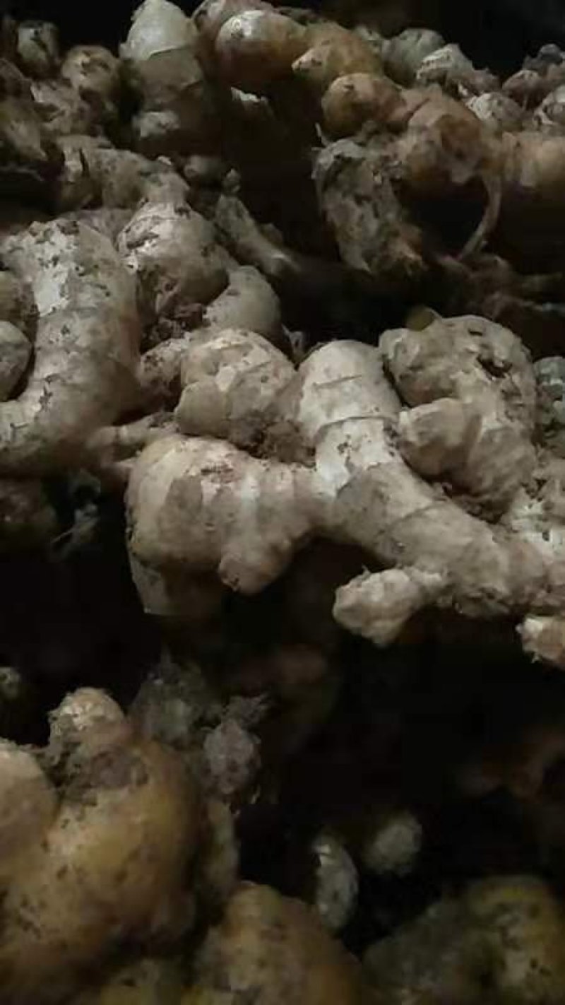 姜母批发优质姜母大量现货品质好一手货源全国物流发货