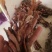 狗鞭全狗鞭全狗肾无硫无添加泡酒料包邮
