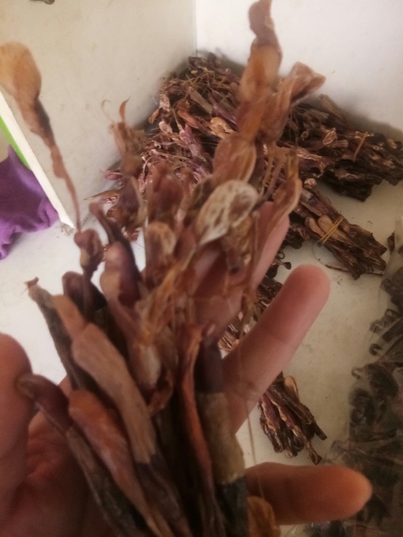 狗鞭全狗鞭全狗肾无硫无添加泡酒料包邮