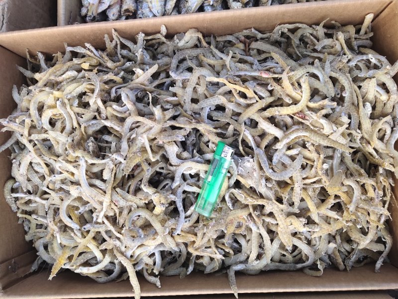 凤尾鱼