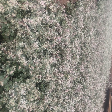 雪花木