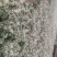 雪花木