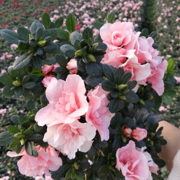 18小桃红四季开花基地现货