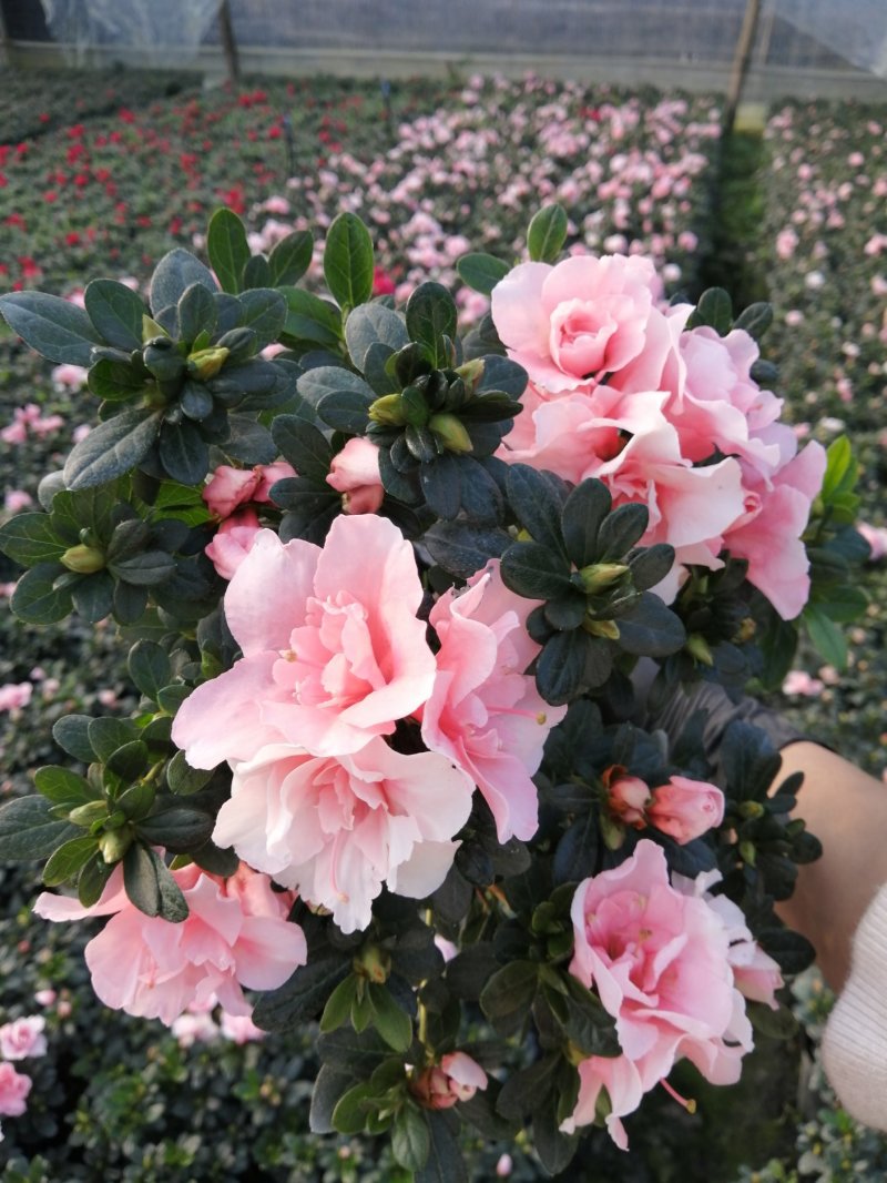 18小桃红四季开花基地现货