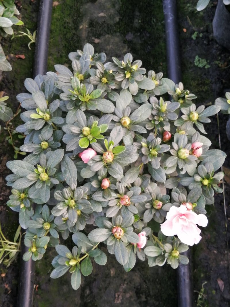 18小桃红四季开花基地现货