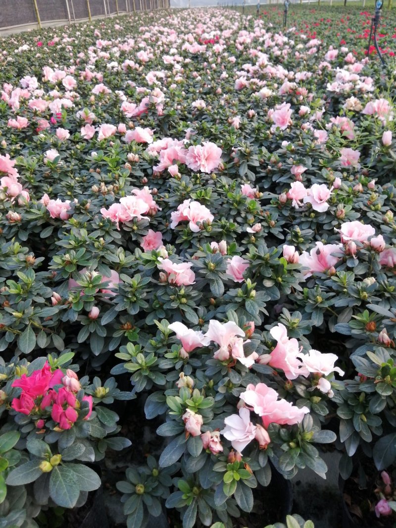 18小桃红四季开花基地现货