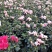 18小桃红四季开花基地现货