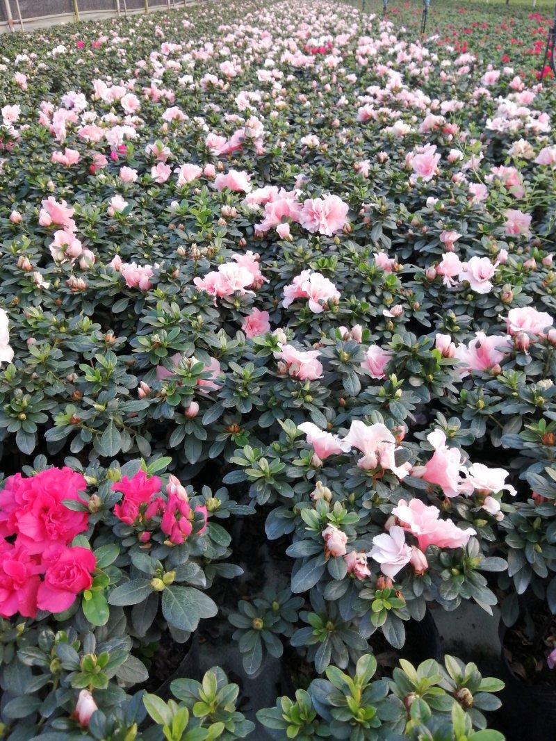 18小桃红四季开花基地现货