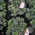 18小桃红四季开花基地现货