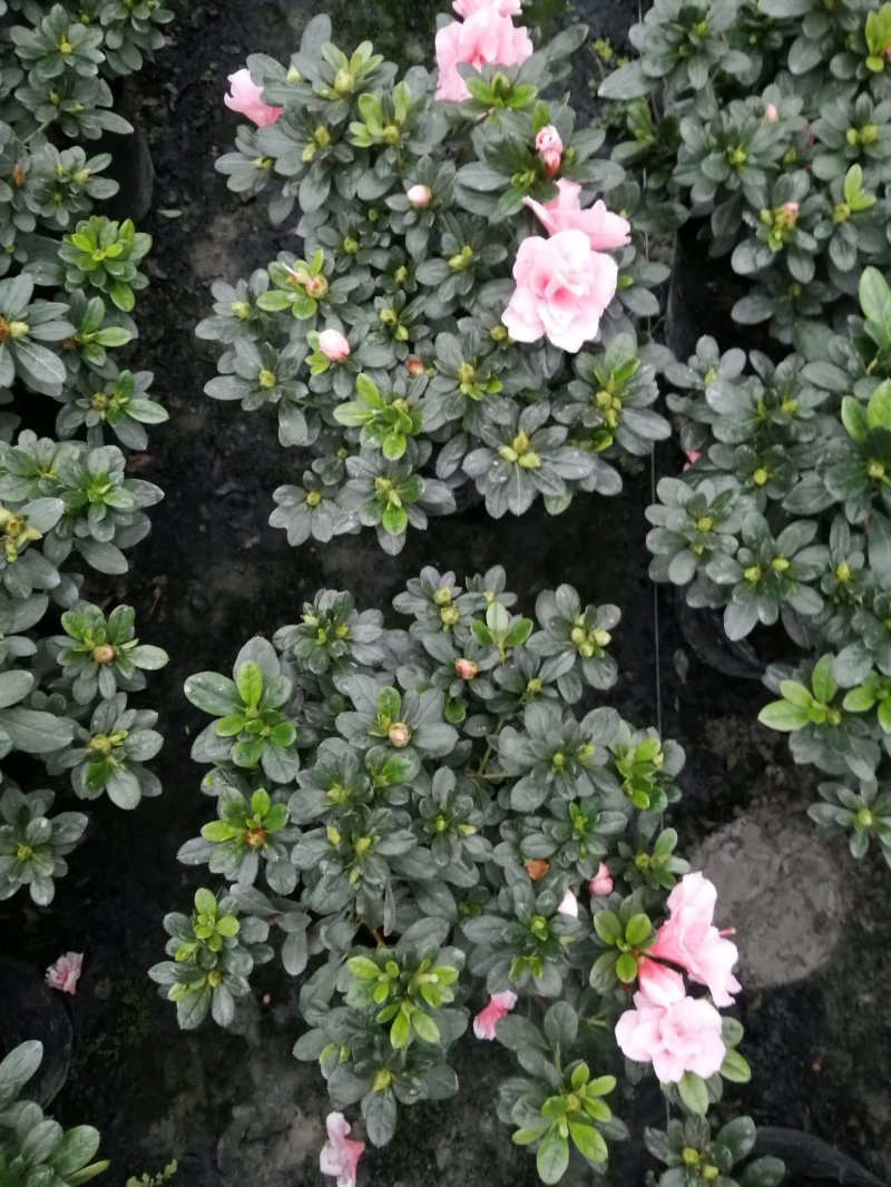 18小桃红四季开花基地现货