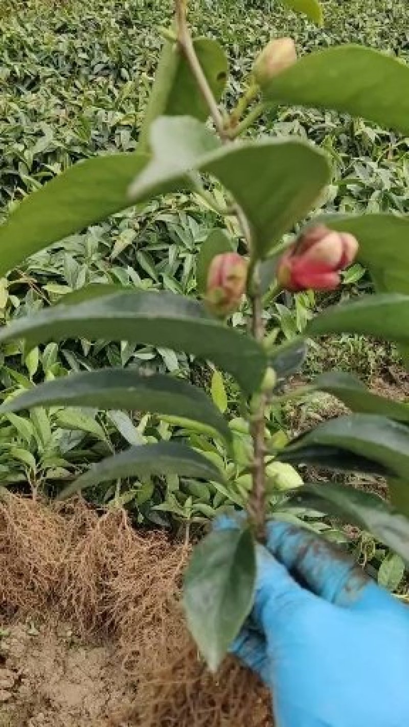 少籽纯正品种黑老虎、布福娜果苗原产地批发一两年苗