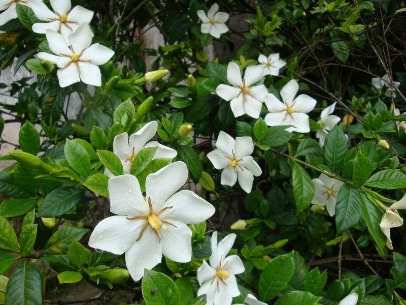 福建福鼎满山栀子果子干货鲜货大量供应