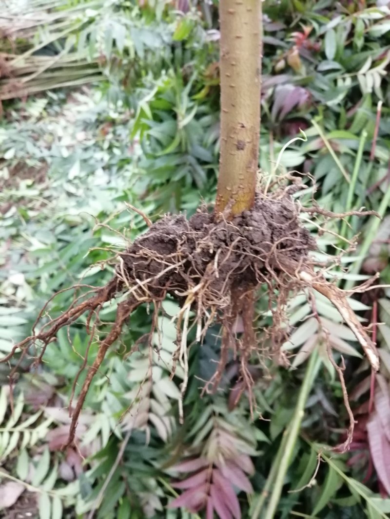 四季香椿高海拔，低平原全地形种植，当年栽培当年采收