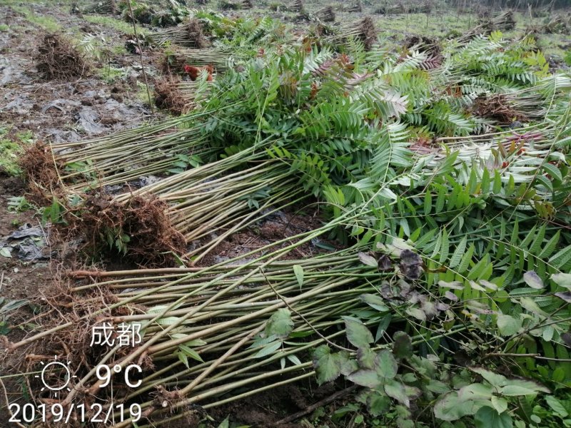 四季香椿高海拔，低平原全地形种植，当年栽培当年采收