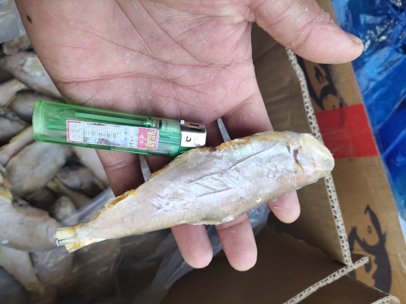 马口鱼