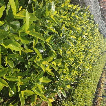大叶龙船花