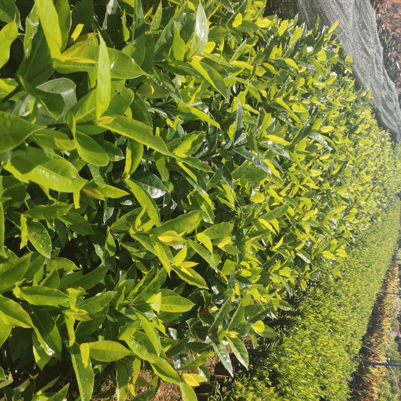 大叶龙船花