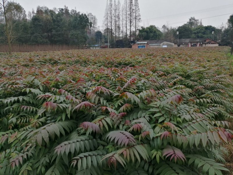 四季香椿，高海拔低平原，专利保护资源，当年栽培可当年采收