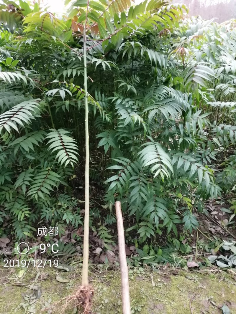 四季香椿，高海拔低平原，专利保护资源，当年栽培可当年采收