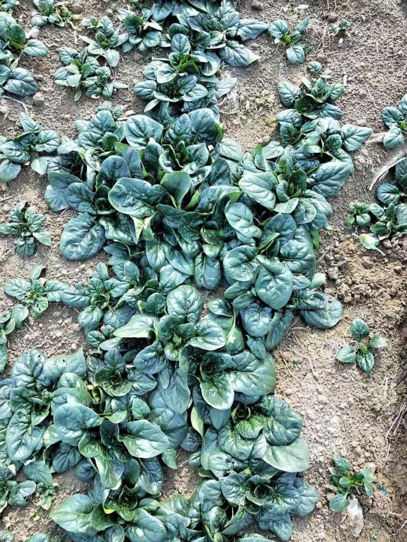 优质地趴菠菜精品大量供应中适合走市场超市等