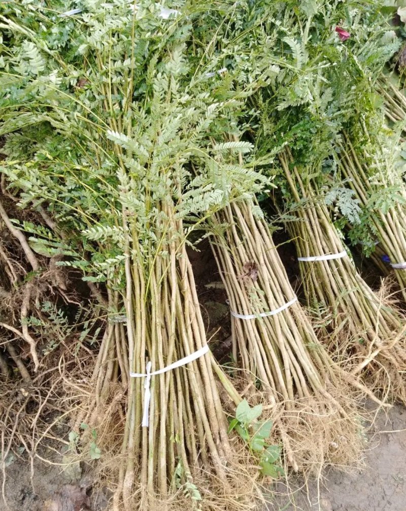 【有好货】合欢树行道绿化观赏合欢【成活率高】耐旱
