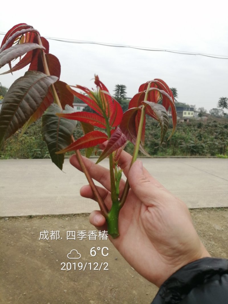 四季香椿高海拔，低平原，全地形栽培，当年栽培当年采收