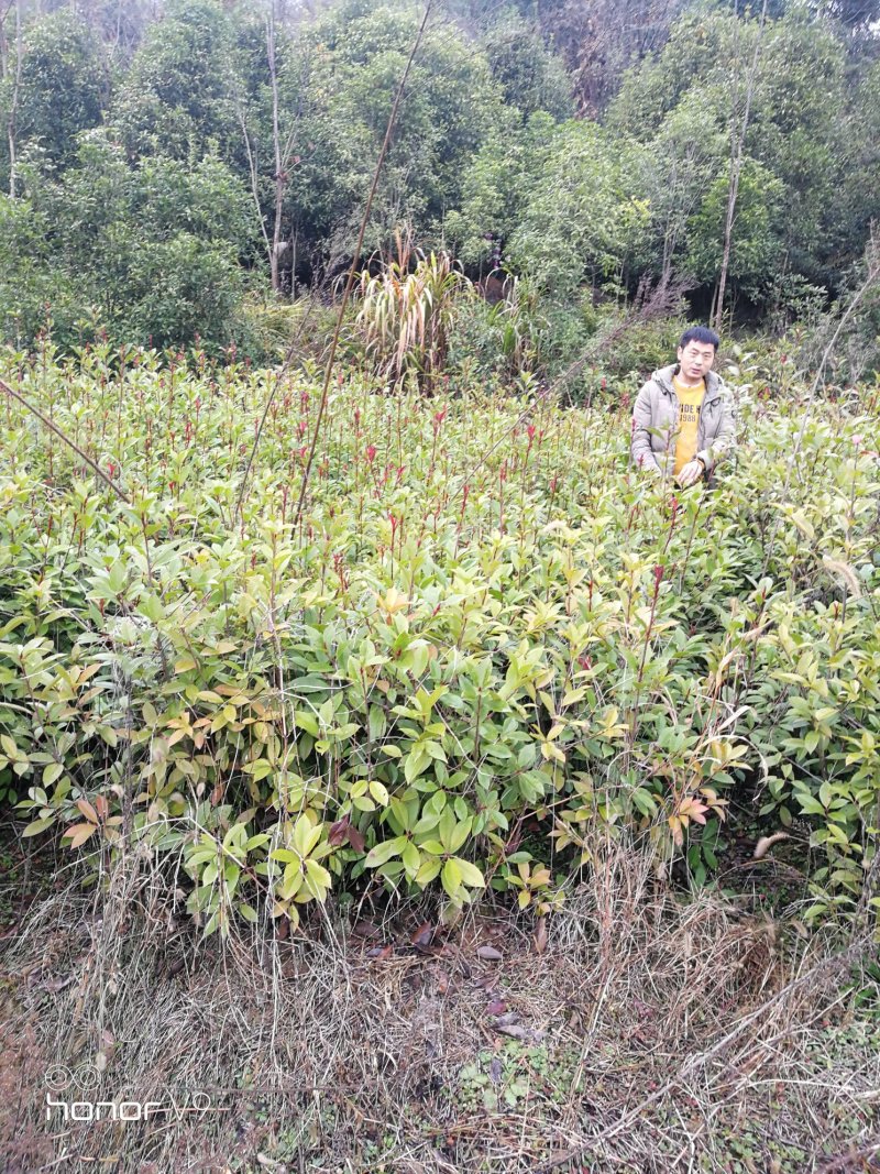 3公分红叶石楠品质优良价格实惠