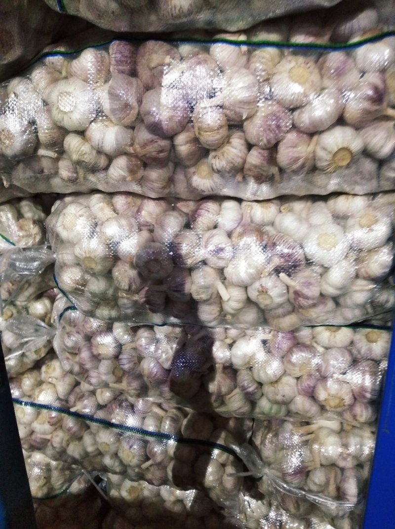 金乡大蒜10斤亮袋包装原产地发货保质保量欢迎来电