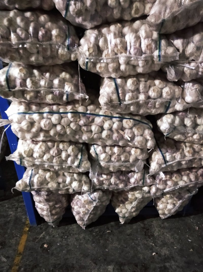 金乡大蒜10斤亮袋包装原产地发货保质保量欢迎来电