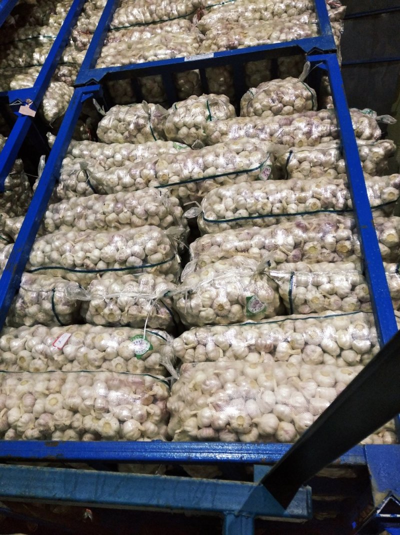 金乡大蒜10斤亮袋包装原产地发货保质保量欢迎来电