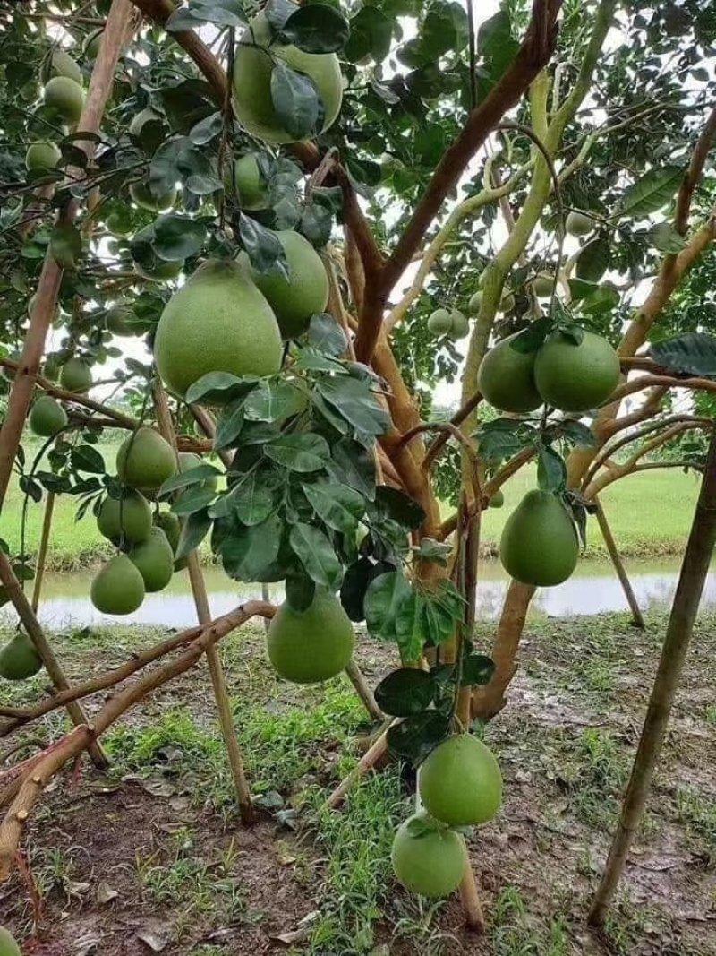 泰国青皮红心柚柚子苗抗寒品种纯正嫁接