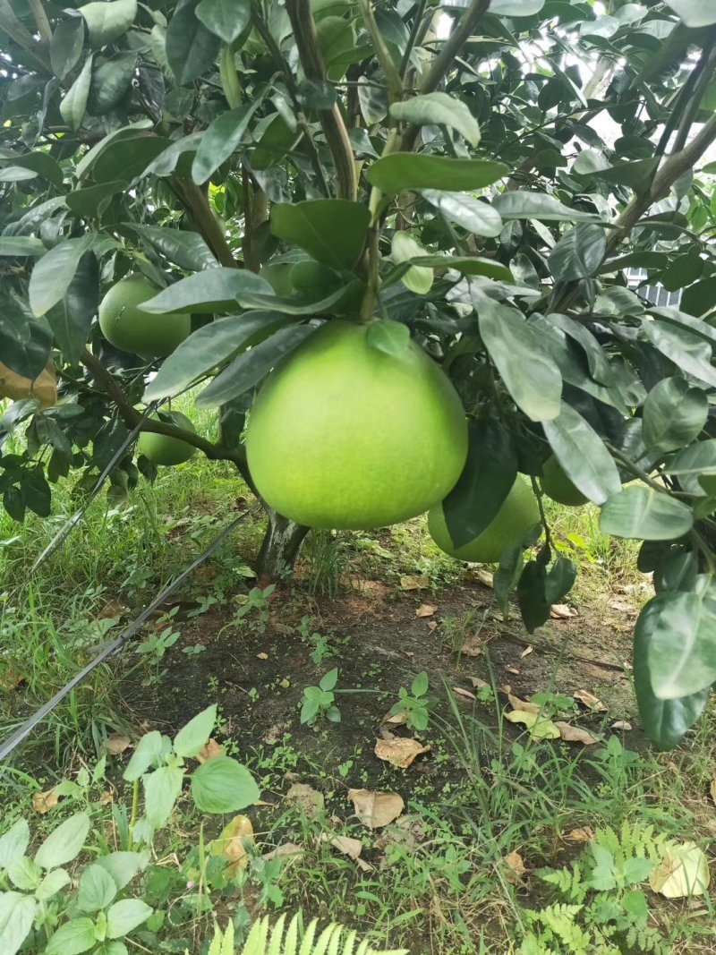 泰国青皮红心柚柚子苗抗寒品种纯正嫁接