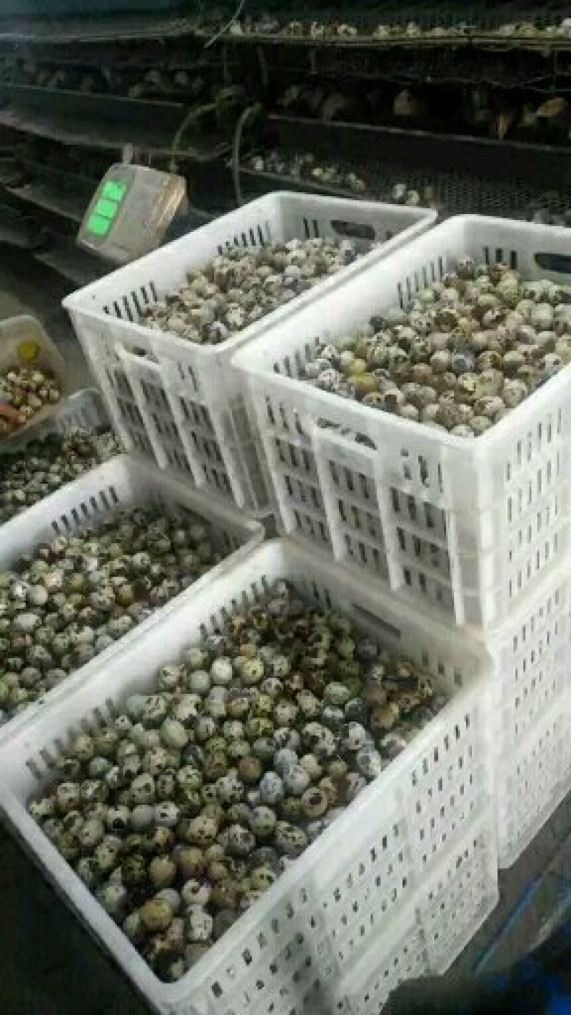 河南精品黄羽鹌鹑蛋减去胶框重量挑出次蛋颗颗精品足斤供应