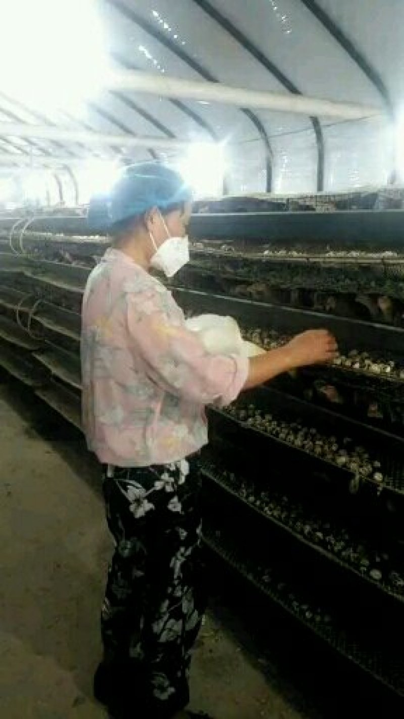 河南精品黄羽鹌鹑蛋减去胶框重量挑出次蛋颗颗精品足斤供应