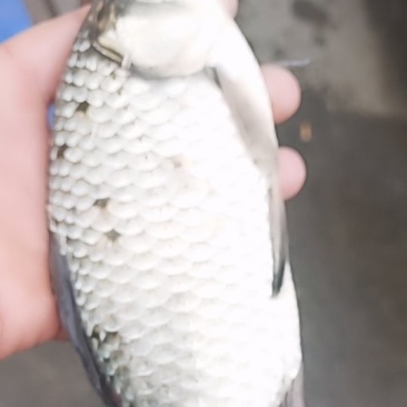 水产